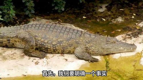 世界上最大的鳄鱼视频,惊心动魄的生态奇观